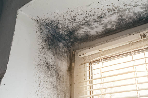 Affordable Attic Mold Remediation solutions in Riverside, NJ